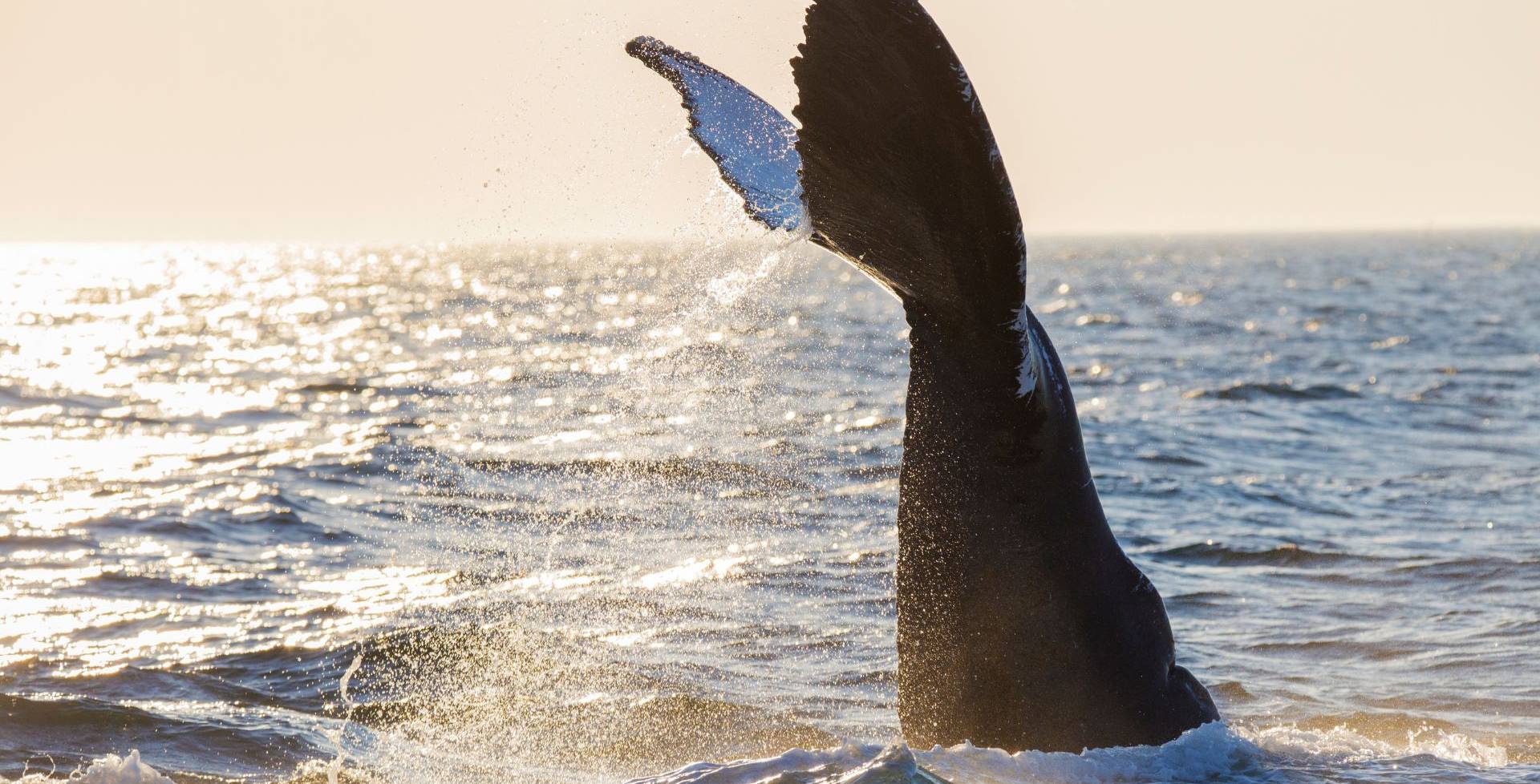 Whale Tails Hotel & Villas- Whale Breach